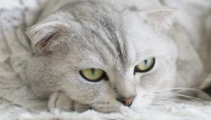 开云体育平台APP-瑞典乒乓团队意外爆冷，比利时队震惊全场，张继科上演精彩帽子戏法