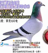 巴斯克利舍夺冠在望，势如破竹，掌声雷动的简单介绍
