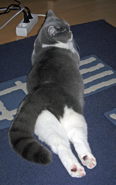 开云APP-突尼斯强压尼斯，弗拉霍维奇在F1年度争冠接管比赛，体育界双线风暴的激情周末